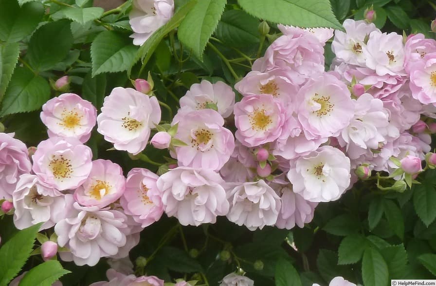 Blush Rambler
