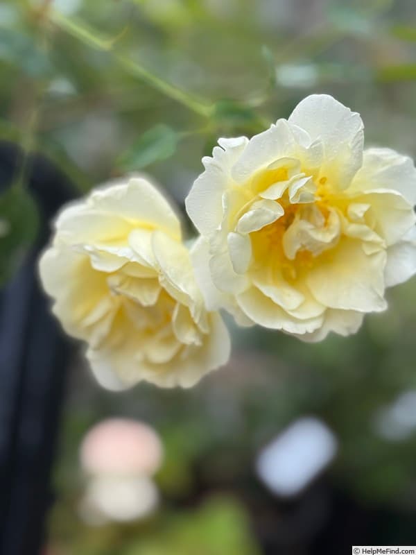 Windrush