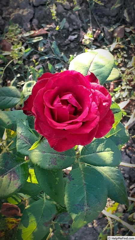Crimson Glory