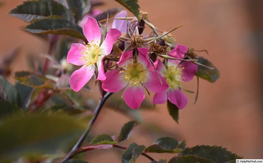 R. Glauca