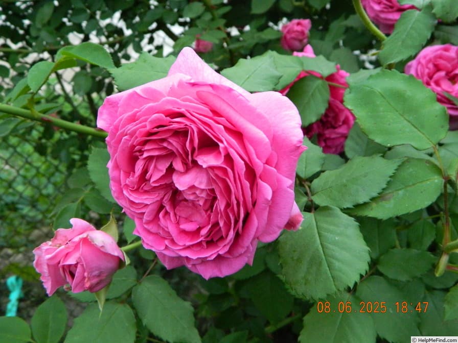 Mme Isaac Periere