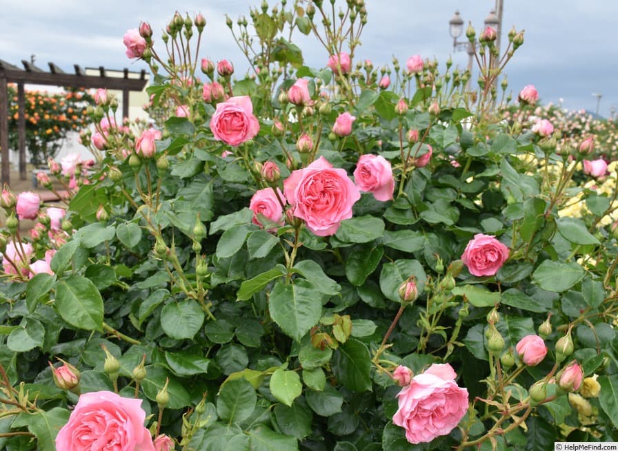La Rose Romantica